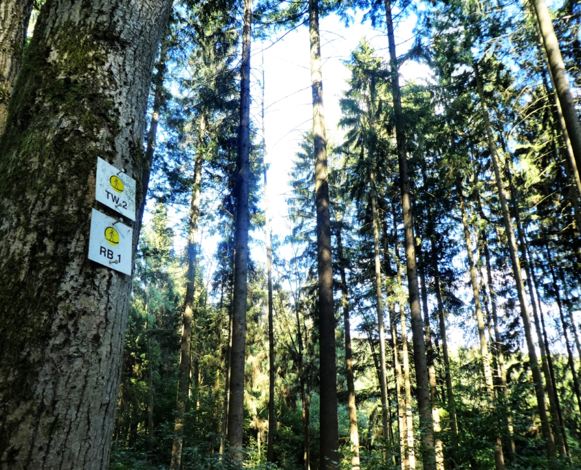 Bewaldete Hänge im heilklima-Park Hochtaunus