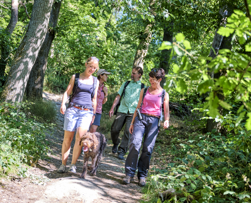 Wandern im Falkensteiner Hain