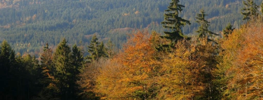 Große Herbstwanderung im Heilklima-Park Hochtaunus