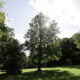 Lebensspender Baum