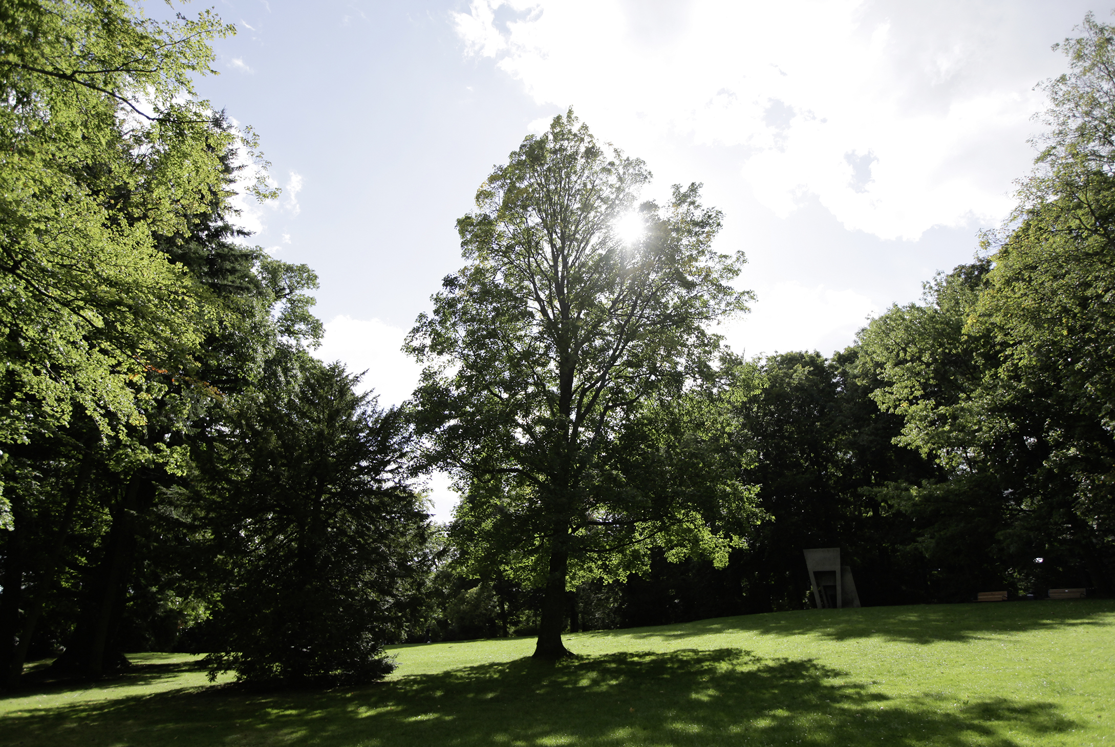 Lebensspender Baum