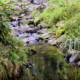Leben im Bach
