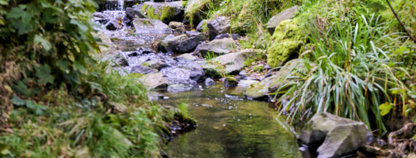 Leben im Bach