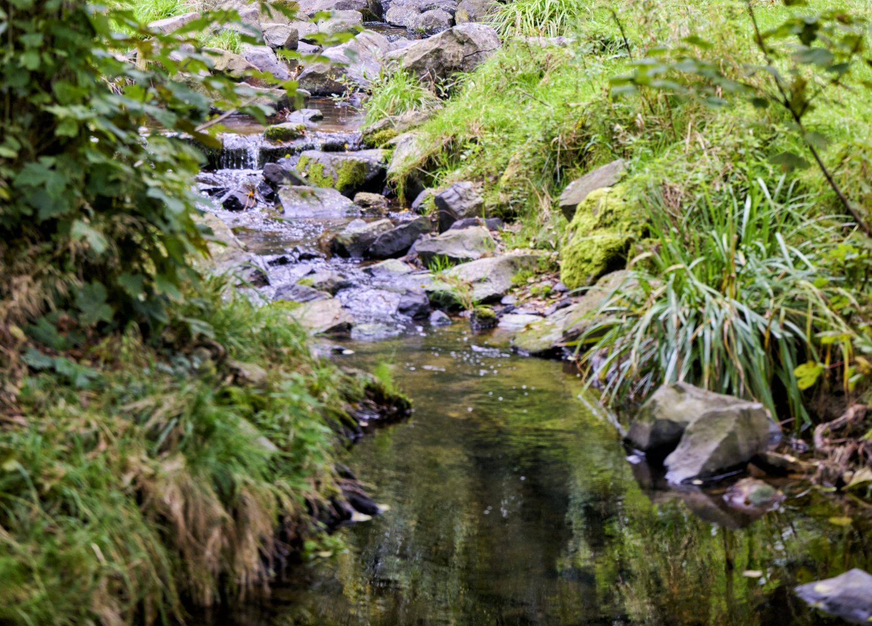 Leben im Bach