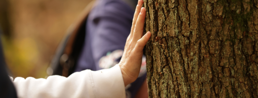Zwischen Mensch und Baum gibt es eine Eine besondere Verbindung