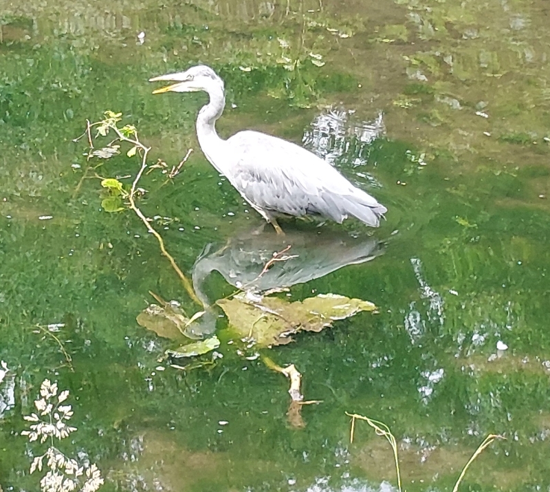 Reiher im Woogtalweiher